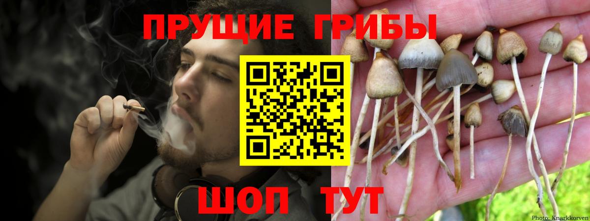 Михайловка  Псилоцибиновые грибы Magic Shrooms  Вход с VPN 